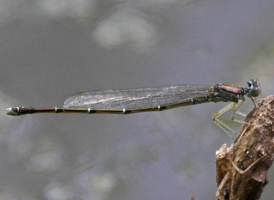 Orange Bluet